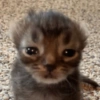 🌈🐈‍⬛✨️Gatos Funny Mood✨️🐈‍⬛🌈 14