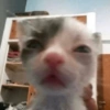 🐈-Cats-🐈 5