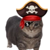 Akmal Cat oiia 14