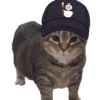 Akmal Cat oiia 10