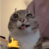 Cat meme 🐱 15