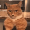 Mewing meme  6