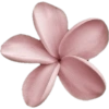 Pink flower  7
