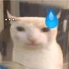 Gatitos Frases 10