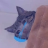 SAD 6