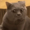 Kucing Gemoyyy 14