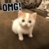 OMG! Sig