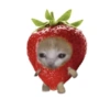 Gatos memes 8