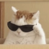 Cat meme / kucing  12