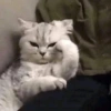 🌈🐈‍⬛✨️Gatos Funny Mood✨️🐈‍⬛🌈 7
