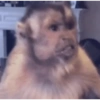 Monkey s 19