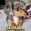 Reações cachorros 11