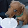 Mix perritos sin palabras  7