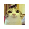 Memes engraçados de gatos 23