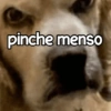 Perritos enojados 😡 🐶 12