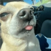 Mix perritos sin palabras  20