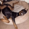 Reações cachorros 5