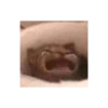 Memes engraçados de gatos 20