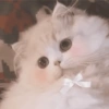 🧿Animalitos Cute para  Chat🐈🐶 10