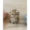Kucing Lucu 8