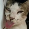 Meme kucing / cat 5