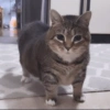 Cat Meme 7