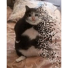 Gatos llorando 25