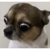 Perritos para reaccionar 🤭🐶💯 11