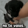no te vaias..
