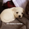 ahi vienes a mamar