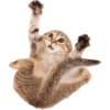 Animals 16