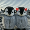 Pinguim 7