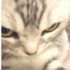 🌈🐈‍⬛✨️Gatos Funny Mood✨️🐈‍⬛🌈 17