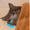 Gatitos llorones🥺😿 7
