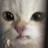 Gatitos bonitos 💗 12