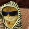 Memes de gatin 🐈🐈‍⬛ 12