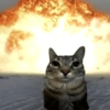 Meme kucing / cat 18