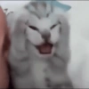 Gatos memes 23