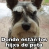 Perritos enojados 😡 🐶 6