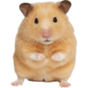 Animals 23