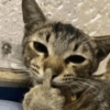 Cat Meme 14