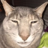 Meme kucing / cat 11