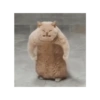 MEME KUCING 17