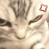 KUCING LUCU 10