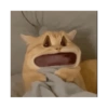 MEME KUCING 13