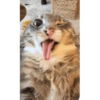 Cat meme 🐱 5