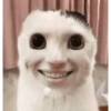 Cat meme 🐱 6