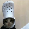 Memes engraçados de gatos 21