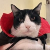 Gatitos bonitos 💗 24