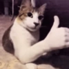 Cat meme 🐱 14
